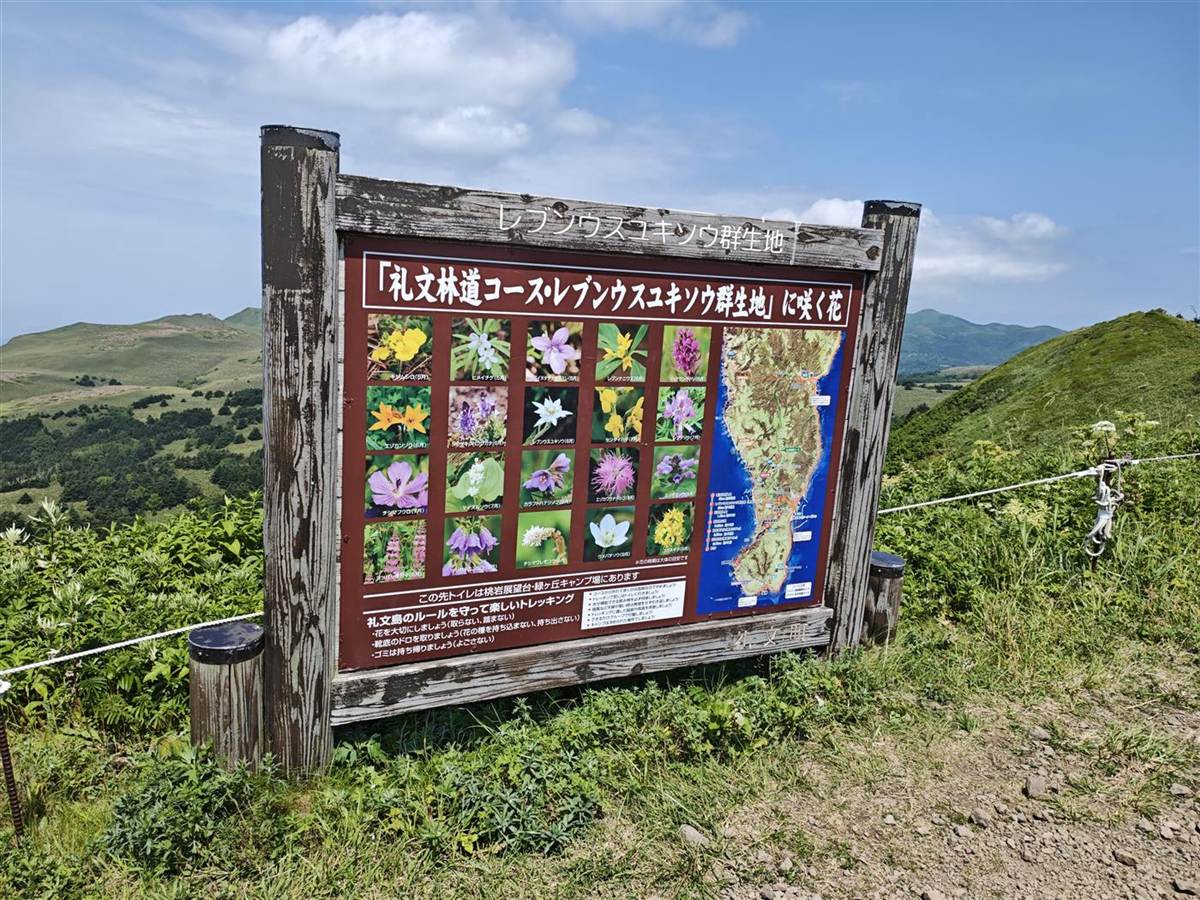 礼文林道コースの花の案内看板