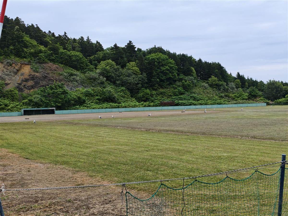 緑ヶ丘公園キャンプ場の芝生のサイト